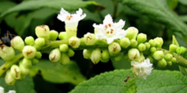 Erva medicinal que auxilia no alivio de inflamações