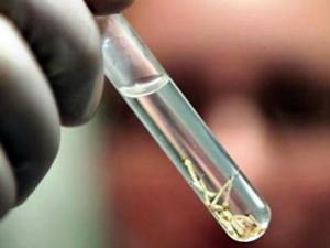 Casos suspeitos de Chikungunya chegam a quase 260 mil em todo o Brasil, aponta Ministério da Saúde