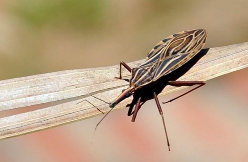 Consórcio científico buscará medicamentos para doenças esquecidas