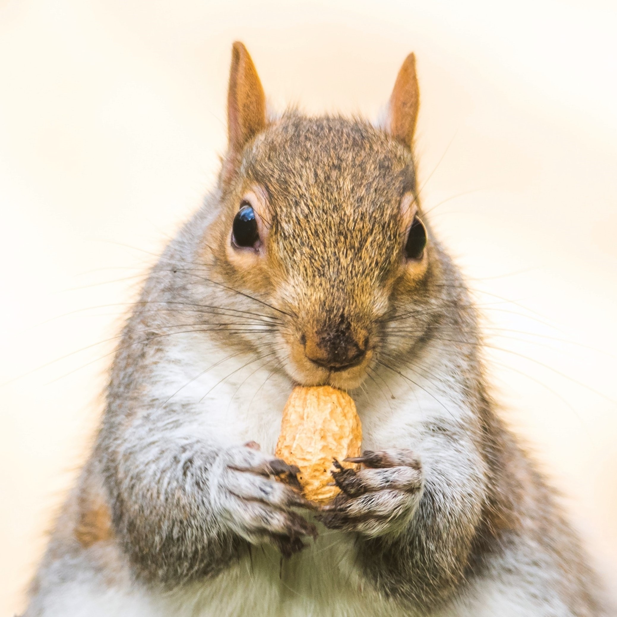 Excesso de gordura piora a artrite reumatoide