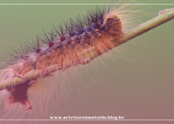 O que existe em comum entre uma lagarta e a artrite?