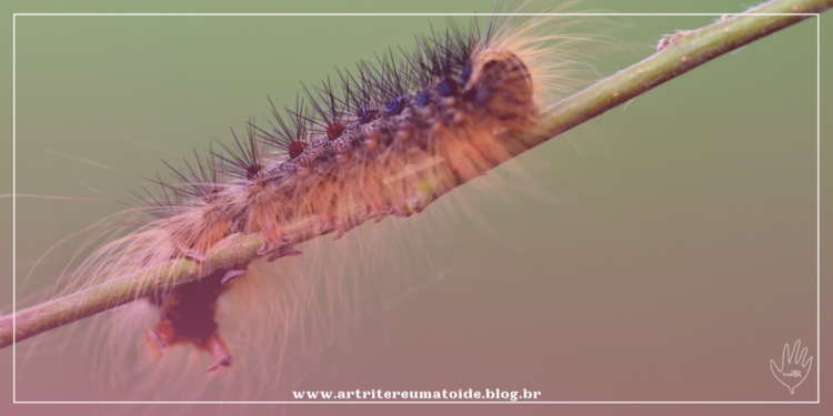 O que existe em comum entre uma lagarta e a artrite?
