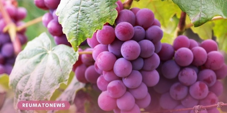 As uvas aumentam a diversidade do bioma intestinal e reduzem o colesterol