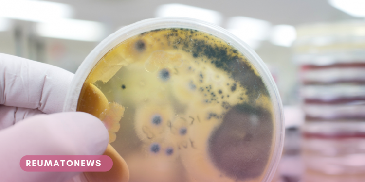 OMS divulga lista inédita com fungos mais perigosos para a saúde