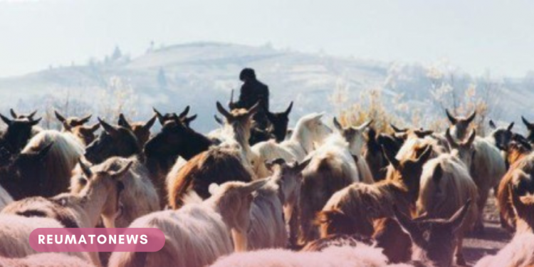 Cientistas desvendam mistério sobre como gene da esclerose múltipla se espalhou