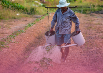 Tratamento para brucelose ganha nova opção terapêutica no SUS