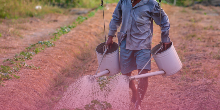 Tratamento para brucelose ganha nova opção terapêutica no SUS