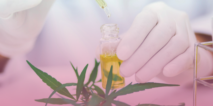 Canabidiol se torna aliado de pacientes em tratamentos oncológicos