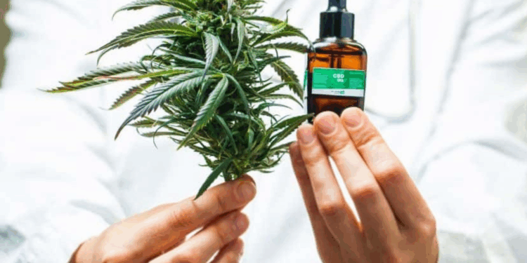 Anvisa autoriza pesquisas com Cannabis pela Embrapa