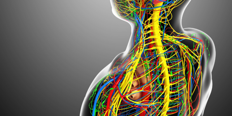 Prêmio Nobel de Medicina vai para pesquisas que mostraram como sistema imune se mantém em equilíbrio