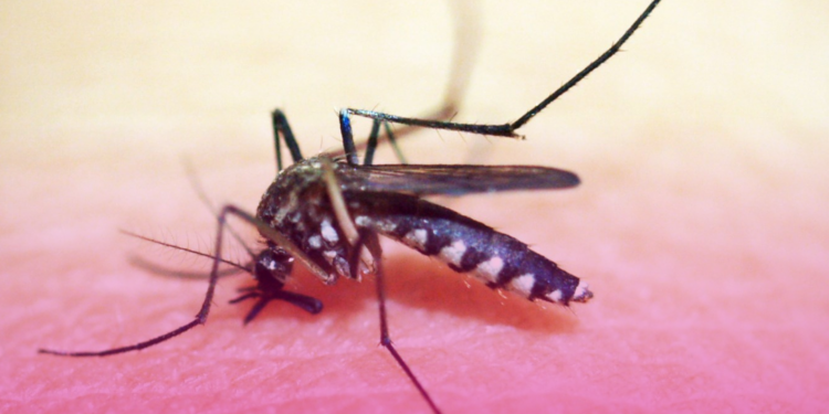 Brasil deve registrar 1,8 milhão de casos de dengue em 2026