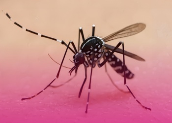 O que a dengue tem a ver com a saúde das articulações