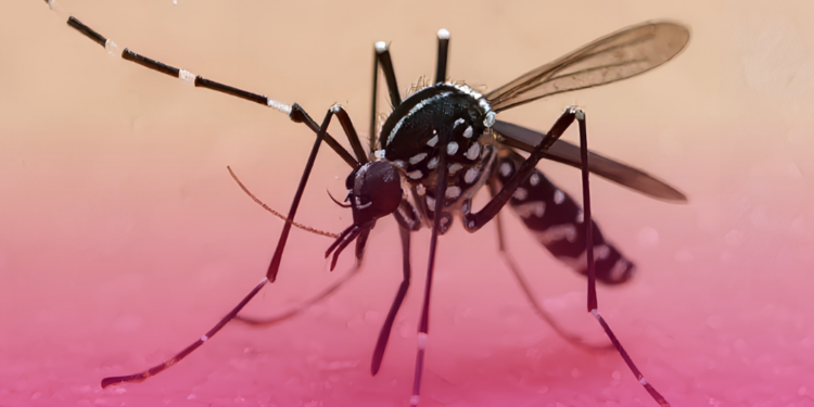 O que a dengue tem a ver com a saúde das articulações