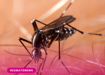 ANS e Ministério da Saúde promovem webinário sobre enfrentamento à dengue e chikungunya