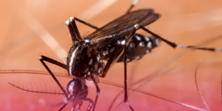 ANS e Ministério da Saúde promovem webinário sobre enfrentamento à dengue e chikungunya